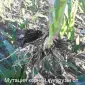 АКМ - от производителя! Быстро стабилизирует растение при любом стрессе - фото № 2