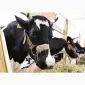 Продам ЛУГОВЕ сіно і ЛЮЦЕРНУ в тюках з доставкою по Україні - фото № 1