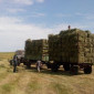 Продам луговое сено и люцерну в тюках. Привоз на дом входит в стоимость - фото № 1