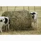 Продам сено люцерны, луговое в тюках. Большой объём. Доставка бесплатная - фото № 2