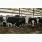 Поштучний і оптовий продаж сіна соломи в тюках мішках з доставкою на дім - фото № 1