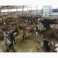 Оптовая продажа лугового сена, люцерны с доставкой по Украине - фото № 3