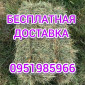 Сено луговое, люцерны для лошадей. Доставка бесплатная по Украине - фото № 2