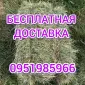 Сено лугове, люцерни для коней. Доставка безкоштовна по Україні - фото № 2