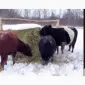 Сено в тюках з безкоштовною доставкою по Україні. Великі обсяги - фото № 4