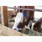 Продам Сено для сельскохозяйственных животных. Отличное качество. Низкие цены. Доставка бесплатно - фото № 2