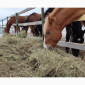 Сено, люцерна, солома, разнотравье. Возможна оплата по б/н - фото № 3
