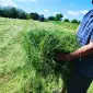 Продам сено луговое - фото № 1