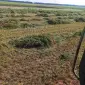 Продам сіно із люцерни - фото № 1