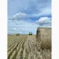 Продам сіно люцерни в круглих тюках - фото № 2
