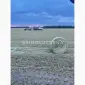 Продам сіно люцерни в круглих тюках - фото № 4