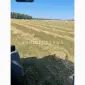 Продам сіно люцерни в круглих тюках - фото № 6