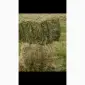 Сіно лугове - фото № 1