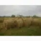 Продам сіно з доставкой - фото № 3