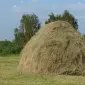 Продам сіно, дешево - фото № 1