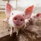 Продам БМВД свиня фініш 10% - фото № 1