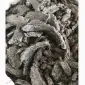 Соняшникова макуха жмих Козелець, Чернигов, Остер, Бровари, Ніжин, Прилуки, Бобровиця - фото № 1