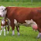 Продам корм для корів (шрот, макуха, жмих) від 500 кг без вихідних! Протеїн: 44-45% - фото № 1