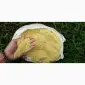 Продам корм для корів (шрот, макуха, жмих) від 500 кг без вихідних! Протеїн: 44-45% - фото № 2