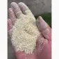 Мучка горохова - фото № 2