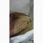 Продам пшеничные отруби мешками по 20 кг - фото № 3