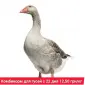 Продам комбікорм для качок і гусей - фото № 2