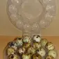 Лоток на перепелиные куриные яйца 10 20 От производителя гофро пластиковая тара упаковка яиц - фото № 3