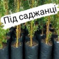 Мішечки поліетиленові під розсаду/ саджанці - фото № 2