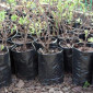 Мішечки поліетиленові під розсаду/ саджанці - фото № 13
