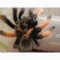 Брахіпельма емілія – мексиканский красноногий паук - фото № 1