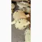 Холодильники водомаслянные Мхд-4 - фото № 1