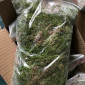 Веточки мха исландского для террариумов - фото № 7