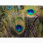 Перья павлина - фото № 1