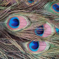 Перья павлина - фото № 2