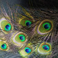 Перья павлина - фото № 3