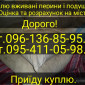 Купуємо б/у перья та свіже утине і гусине - фото № 1