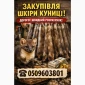 Куплю шкуры куницы - фото № 1