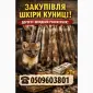 Куплю шкуры куницы - фото № 1