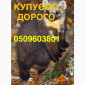 Покупаем шкурки куницы дорого в Виннице и области - фото № 1