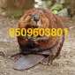 Покупаем шкуры бобра ДОРОГО сухие - фото № 1