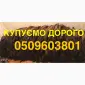 Покупаем мех шкуры куницы ДОРОГО мех - фото № 1