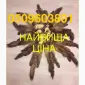 Закупка по лучшим ценам шкур куницы (нашли дороже-мы заплатим еще дороже ) - фото № 1