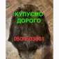 Покупаем ДОРОГО сухие не соленые шкуры бобра - фото № 1