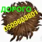 НАИВЫСШИЕ ЦЕНЫ шкура куницы покупаем - фото № 1