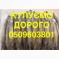 Купівля куплю шкіри куниці ДОРОГО НАЙВИЩА ЦІНА - фото № 1