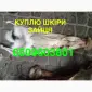 Куплю шкуры кожи мех ДОРОГО - фото № 5