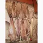 Покупаем сухие шкуры бобра несоленые - фото № 1