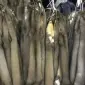 ПОКУПАЕМ САМЫЙ ДОРОГОЙ шкуры мех куницы бобра ДОРОГО - фото № 1