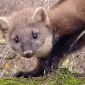 Куплю шкуры куницы - фото № 1