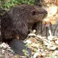 Покупаем сухие не соленые шкуры бобра САМОЕ ДОРОГОЕ - фото № 1